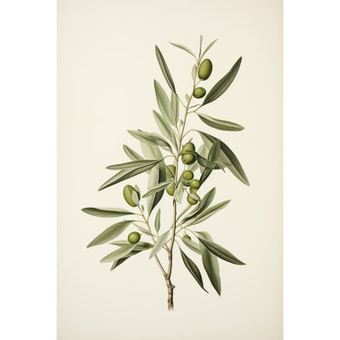olive tree branch canvas